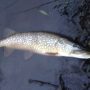 Jonah-Cooper_Pike_Derwent_2017-12_03