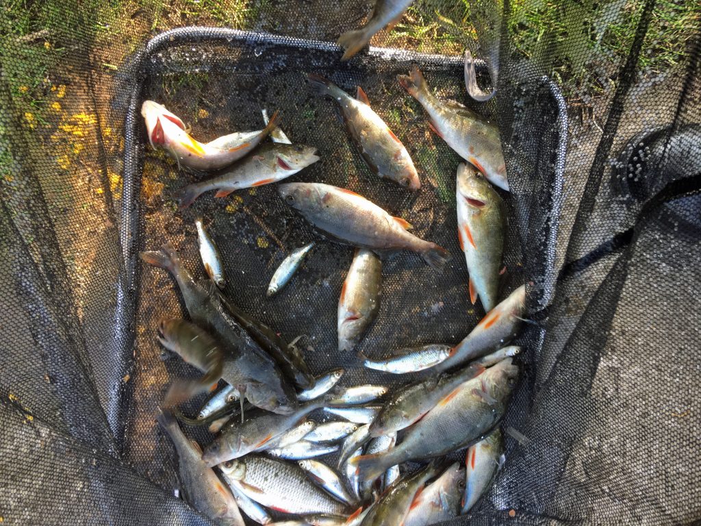 6lb bag of Perch & Roach caught from Wyver Lane Pond, Belper - 22-04-19
